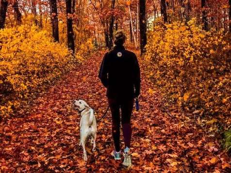 Fall Walk in the Woods