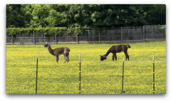 Monon South - Denise Blog