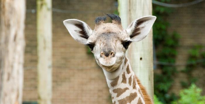 houston zoo giraffe 