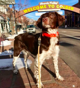 Dog under arch