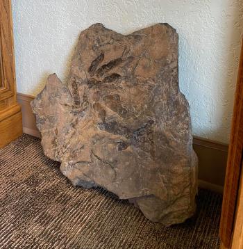 Petrified Wood Gallery Dino Track