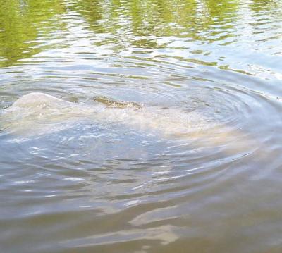 Manatee making ripples on a SUP Englewood paddling tour.