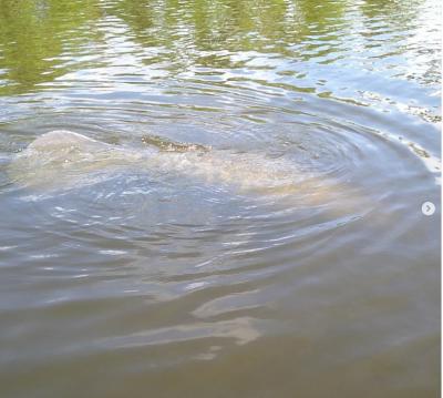 Manatee making ripples on a SUP Englewood paddling tour.
