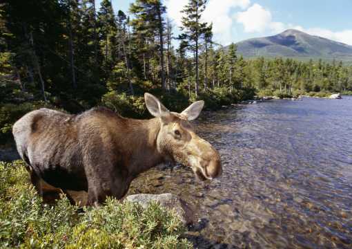 Moose Mount Katahdin The Maine Highlands