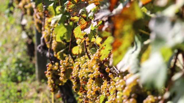 Newport Ri Wineries Breweries Bristol County Vineyards Brewpubs Newport Ri Wineries Breweries