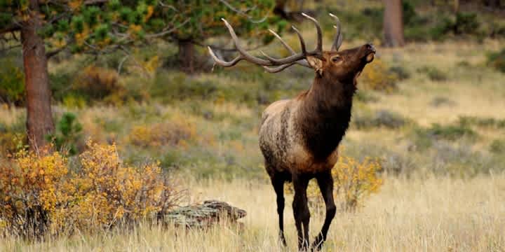 8 Fascinating Facts About Elk