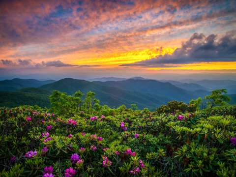 7 Great Places to View Wildflowers in Asheville