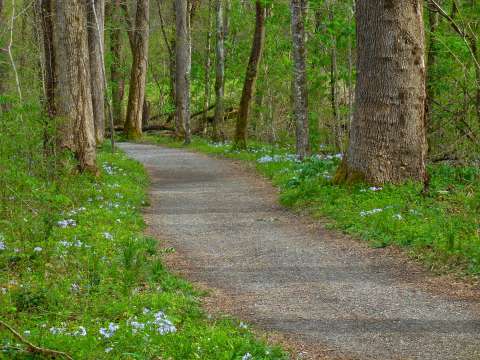 Best Spring Hikes in Asheville, N.C.