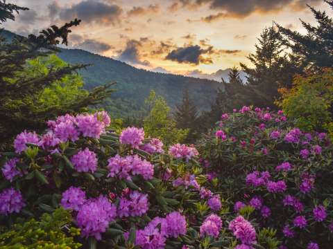 7 Great Places to View Wildflowers in Asheville