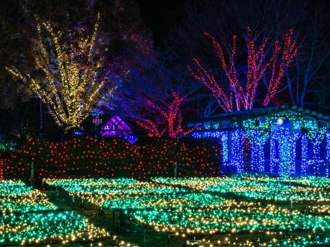 Winter Lights at the North Carolina Arboretum in Asheville