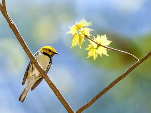 8 Places to Bird Watch in Asheville, NC