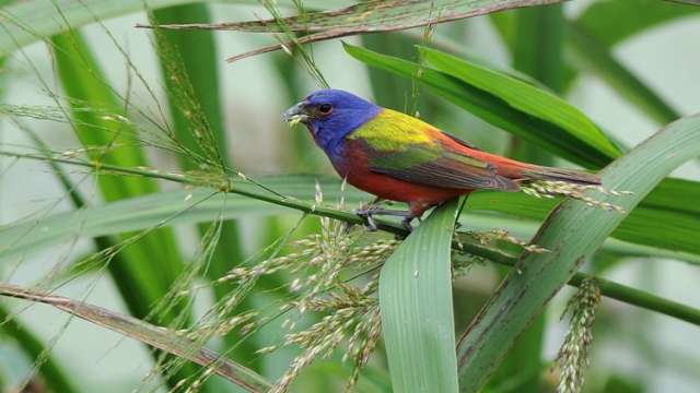 Painted Bunting bird in a bush