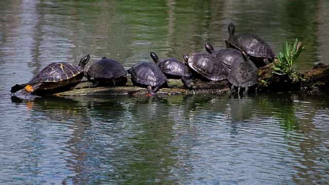 Turtles on a log at Shangri La