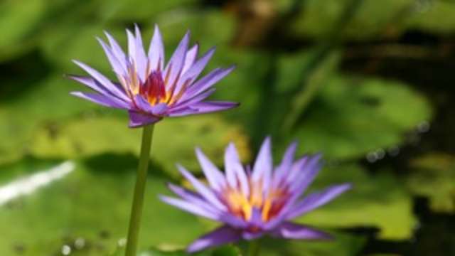 Buu Mon Lotus Flowers