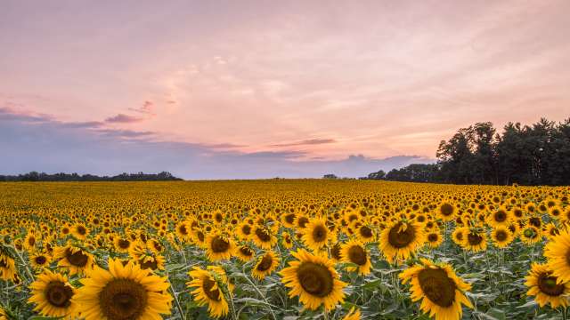 Sunflowers Hessrd2200