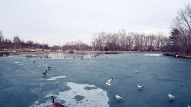 Ducks