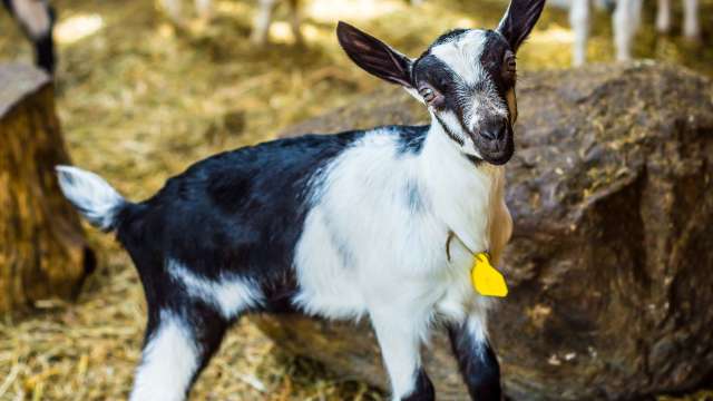 Goat on farm
