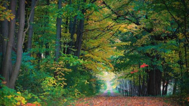 Trail Through Fall Trees