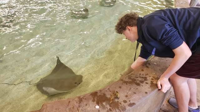 A young man reaches down to feed a stingray at Sedgwick County Zoo's Stingray Cove