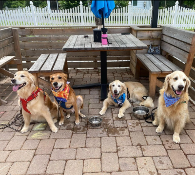 Dogs of Dewey Beer