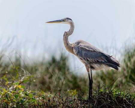 Blue Heron