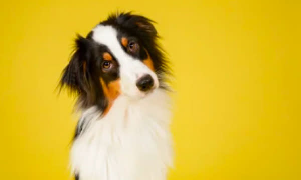 Pet Rescue
