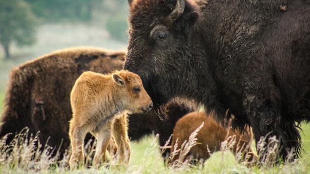Custer-State-Park-Buffalo