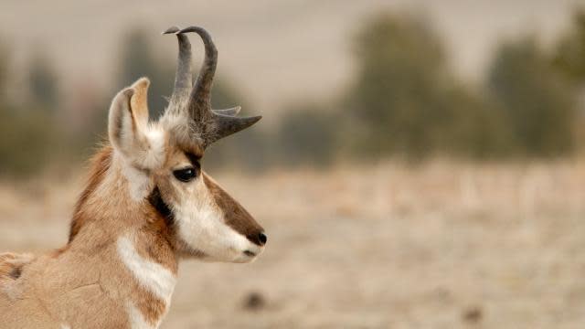 Animals-antelope