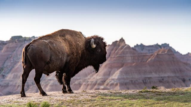 Badlands-National-Park-Buffalo