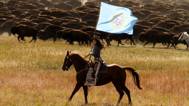 Custer-State-Park-Horse
