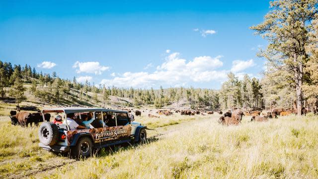 Custer-State-Park-Safari