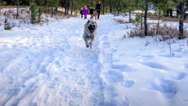 Black-Hills-National-Forest-Winter-Dog