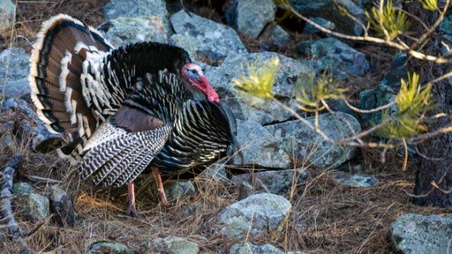 Black-Hills-National-Forest-Wildlife-Animals