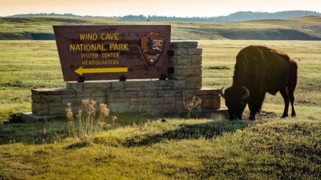 Wind-Cave-National-Park-Buffalo