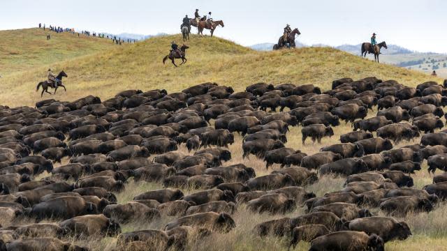 Custer state park buffalo roundup
