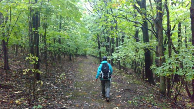 A hiker faces away from the camera, walking into the distance. On either side they are surrounded by young trees with bright green leaves.