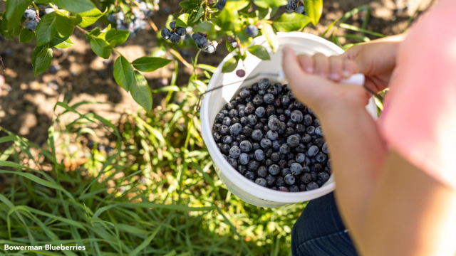 Bowerman Blueberries
