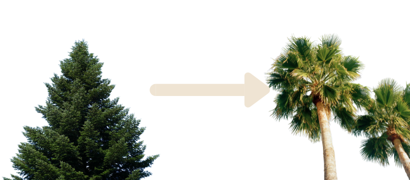 Trade Pine Trees for Palm Trees