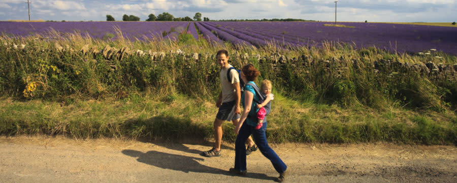 Walking past Snowshill lavender