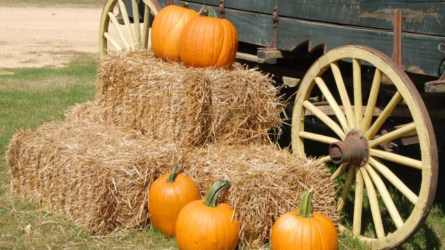 Providence Fallfest at Jim Scott Community Center