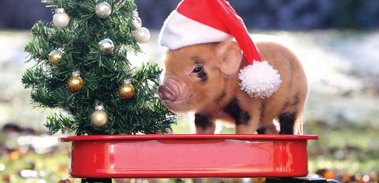 Dashing Through the Snow to Your Favourite Devon Attractions!