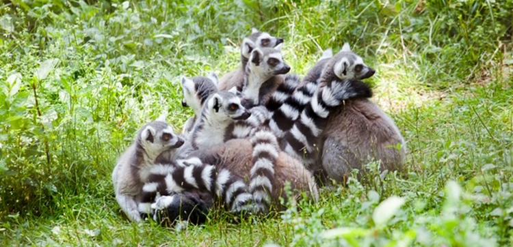 a group of lemurs at paignton zoo