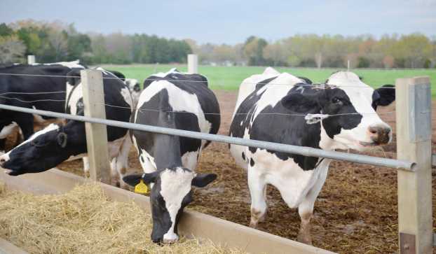 Farm to Fork | VisitGreenvilleSC