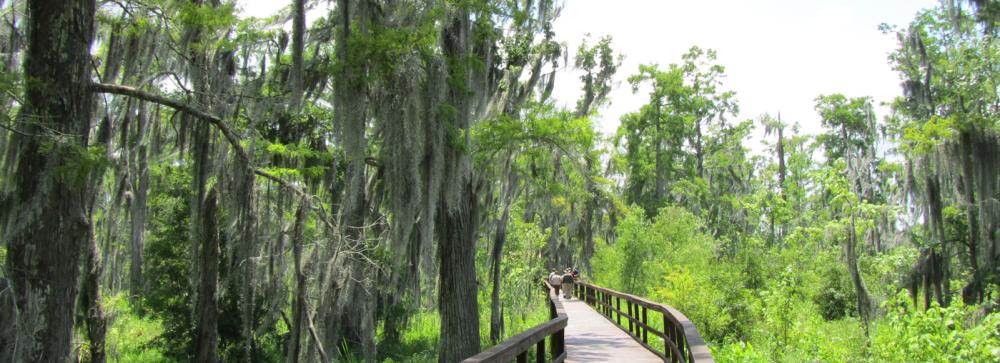 Barataria Preserve