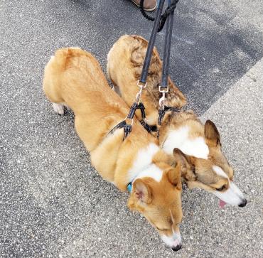 Two Corgis on a double leash enjoying the Downtown Punta Gorda Farmers Market