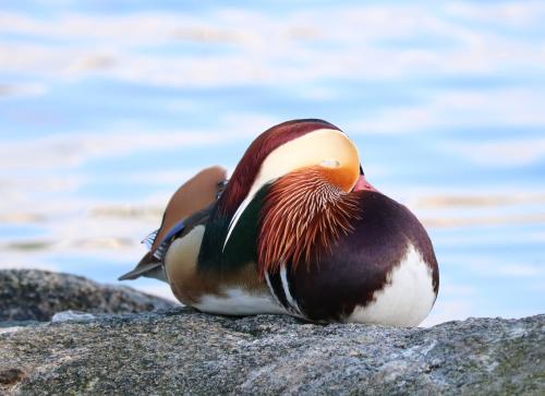 Mandarin sleeping