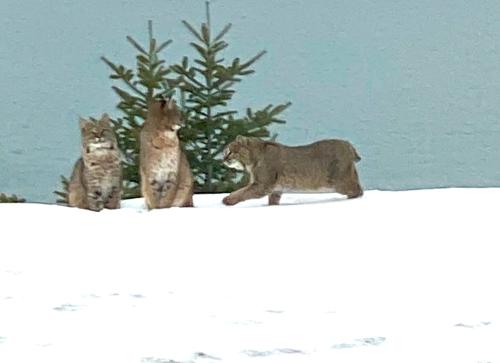 Bobcats in Good Harbor Bay