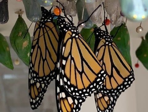 Butterflies dry their wings after being hatched at the Wings of Mackinac conservatory.