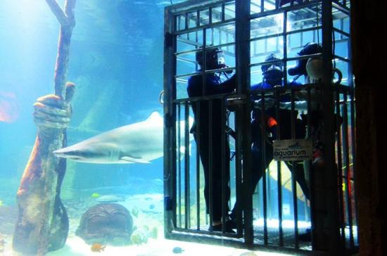 swim with sharks aquarium