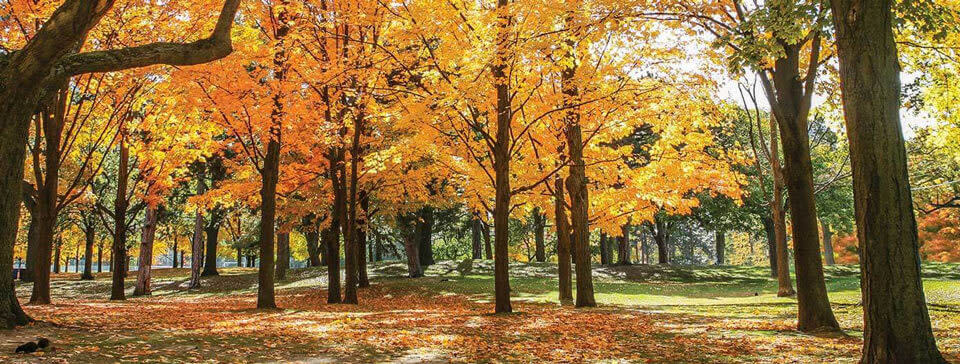Golden Fall Leaves in Toronto